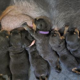 Pick of litter - Black and mahogany female Rottweiler puppy in Hamburg, New York from World Class Rottweilers And French bulldogs