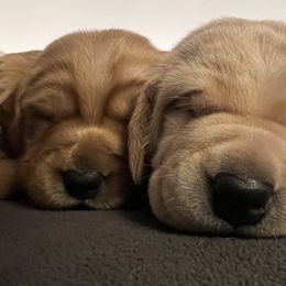 Labrador Retriever Puppies from Sun Ridge Labradors