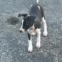 Italian Greyhound Puppies from Fisher Link