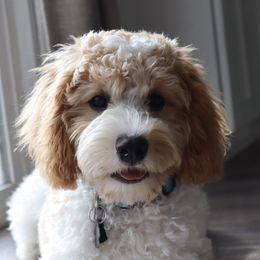 Cavalier King Charles Spaniel and Cavapoo All Grown Up from Golden Hour Cavapoos