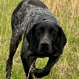 Opal - German Shorthaired Pointer