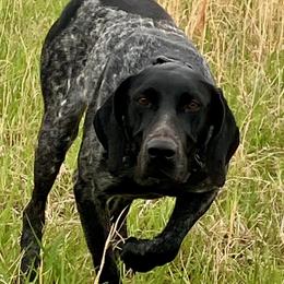Opal - German Shorthaired Pointer