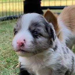 Miniature Australian Shepherd Puppies from Rowdy Ranch Tx