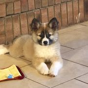 German Shepherd and Icelandic Sheepdog Puppies from Caradoc Kennel