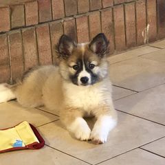 German Shepherd and Icelandic Sheepdog Puppies from Caradoc Kennel
