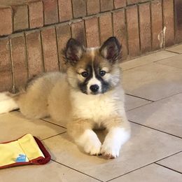 German Shepherd and Icelandic Sheepdog Puppies from Caradoc Kennel