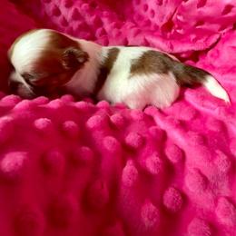 Hailey - Chocolate and white female Chihuahua puppy in Choctaw, Oklahoma from Savvy Chihuahuas of Oklahoma