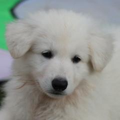 Boy 1 - White Berger Blanc Suisse puppy in Aiea, Hawaii from Hula Moon Berger Blanc Suisse