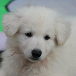 Boy 1 - White Berger Blanc Suisse puppy in Aiea, Hawaii from Hula Moon Berger Blanc Suisse