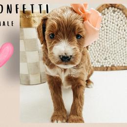 Confetti - Red  female Goldendoodle puppy in Hilton, New York from The House of Goldendoodle