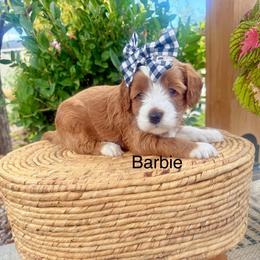 Barbie - Red  male Goldendoodle puppy in Springville, Utah from JW Doodles