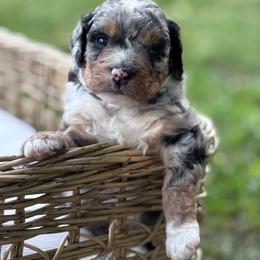 Cove - Merle male Bernedoodle puppy in Rising Sun, Indiana from Ruby Lane Doodles