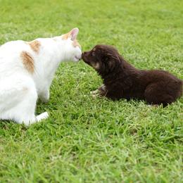 Windshear - Red tri-color male Miniature American Shepherd puppy in Kamuela On The Big Island, Hawaii from Royal Hawaiian Aussies LLC