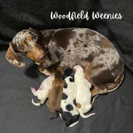 Dachshunds from Woodfield Weenies