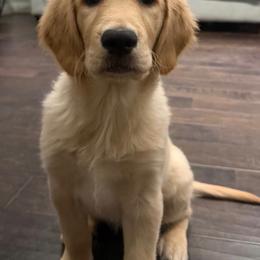Jasmine - Light golden female Golden Retriever puppy in Rancho Cucamonga, California from PureGolden4ever