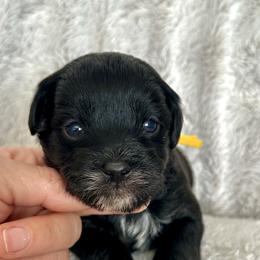 Marshall - Black male Yorkipoo puppy in New Britain, Connecticut from Goldendoodles Stars LLC