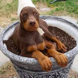 Doberman Pinschers from Ojadn Dobermans