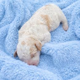 Oakley - Parti male Goldendoodle puppy in Rio Oso, California from PuppyBlossom