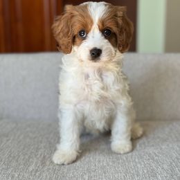 Cavapoo Puppies from Carolina Springs Breeding