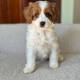 Cavapoo Puppies from Carolina Springs Breeding