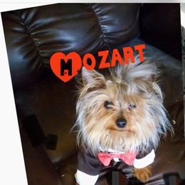 Mo - Yorkshire Terrier