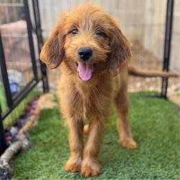 Chanel - Red  female Goldendoodle puppy in Lake Arrowhead, California from Puppies of the West