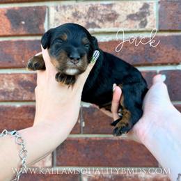 Jack - Tri-color male Bernedoodle puppy in Owasso, Oklahoma from Kallams Bernedoodles & Bernese Mountain Dogs