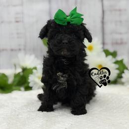 Pixie - Black female Poodle puppy in Nashville, Arkansas from Cuddles n Curls