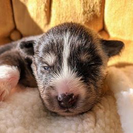 Pomsky Puppies from KP Pomskies LLC