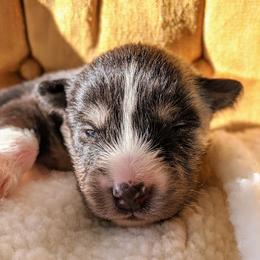 Pomsky Puppies from KP Pomskies LLC