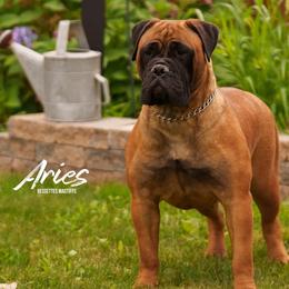 Aries - Bullmastiff