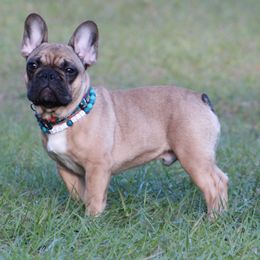 American Bulldog, French Bulldog, and Shorty Bull Puppies from Bingham's Bulldogs LLC
