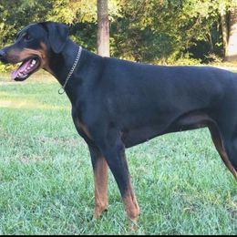 Doberman Pinscher All Grown Up from Angela Rogers