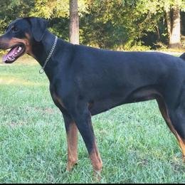 Doberman Pinscher All Grown Up from Angela Rogers
