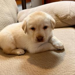 Woody - Yellow male Labrador Retriever puppy in Tekonsha, Michigan from Asher Acres Labs
