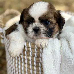 Mr. Orange - Red and white male Shih Tzu puppy in Waco, Texas from Shih Tzus To Love