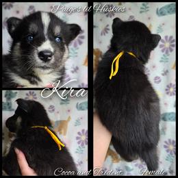 Kira - Black tan and white female Siberian Husky puppy in Bloomfield, Indiana from Paiges lil huskies