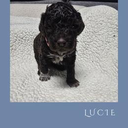 Girl 2 - Brown female Lagotto Romagnolo puppy in Salida, California from Harper's Lagotti