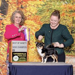 Chihuahua All Grown Up from Knox Rock'n Chihuahuas