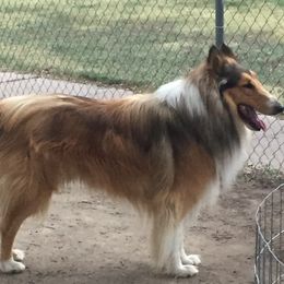 Spike - Collie