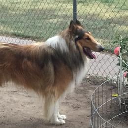 Spike - Collie