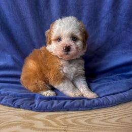 Amy - Red female Bernedoodle puppy in Rose Hill, North Carolina from Red Door Canines