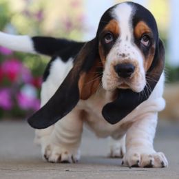 Lilac - Black brown and white female Basset Hound puppy in Pollock, Missouri from Northstar