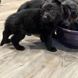 German Shepherd Puppies from Will