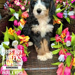 Bernedoodle Puppies from Premier Doodles