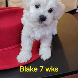 Australian Cattle Dog and Maltipoo Puppies from Cowgirl's Legacy