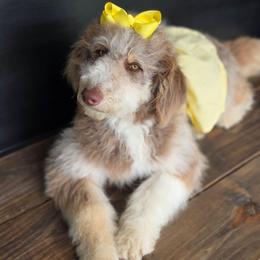 Fern - Brown and white female Aussiedoodle puppy in Buffalo, Illinois from Pear Tree Pups