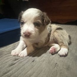 Golden - Red merle male Miniature Australian Shepherd puppy in Interlachen, Florida from Lucky Bones Miniature Australian Shepherds