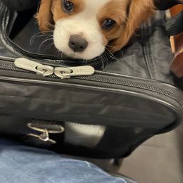 Cavalier King Charles Spaniel Puppies from Eastwick Paws Cavaliers