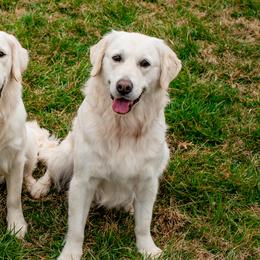 Golden Retrievers from Feather Fletched English Goldens